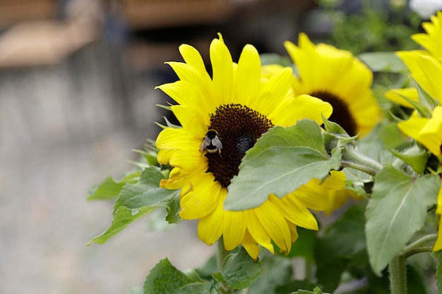 Bumblebee chupando polen de un girasol en un jardín.