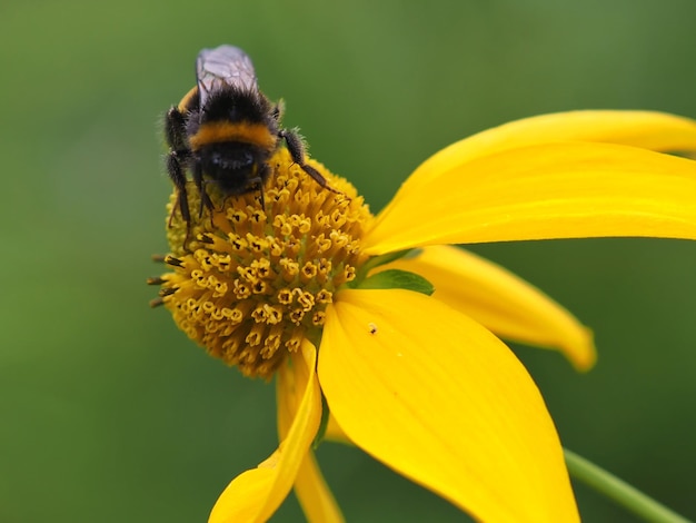 Bumblebee close-up em uma flor amarela de Doronicum orientalis. Região de Leningrado, Rússia.