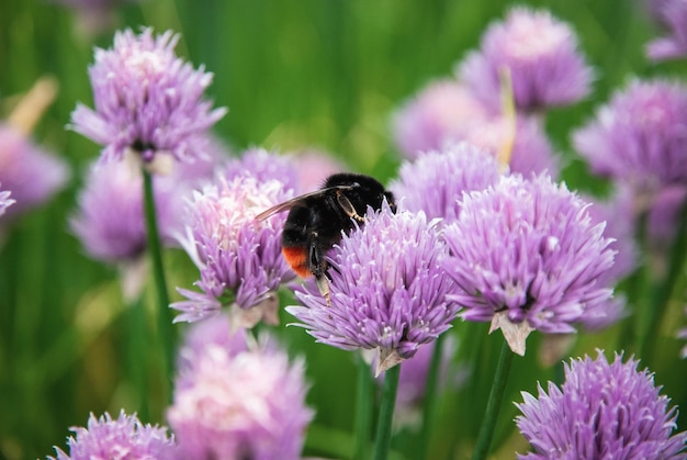 Bumblebee coleta néctar de flores de cebolinha roxa Allium schoenoprasum no jardim