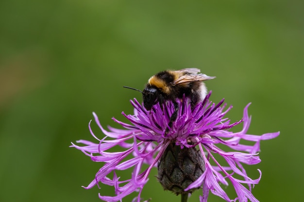 Bumblebee coleta néctar em uma macro fotografia de flor roxa Uma abelha poliniza uma flor silvestre