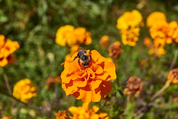 Bumblebee coleta pólen e néctar de flores de calêndula outono