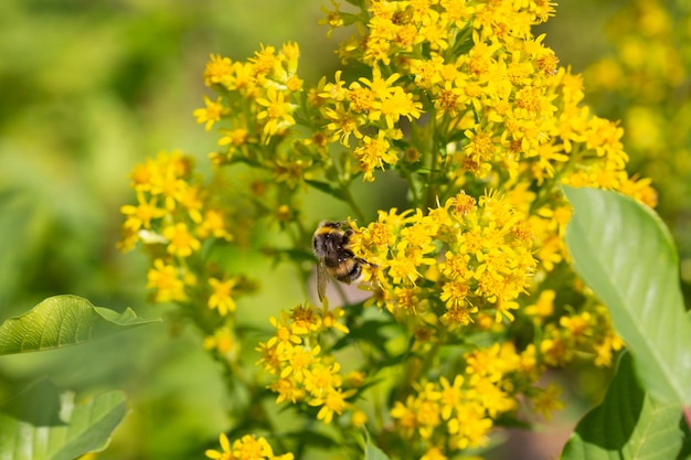 Bumblebee de cauda branca Bombus lucorum em flores amarelas de goldenrod canadense Solidago Canadensis Flores borradas no fundo verão julho