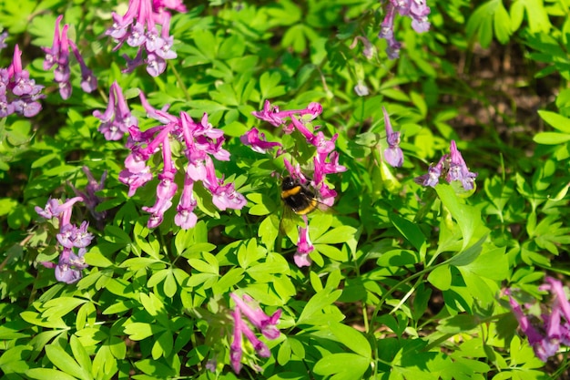 Bumblebee em uma flor roxa Polinização do conceito de agricultura de flores