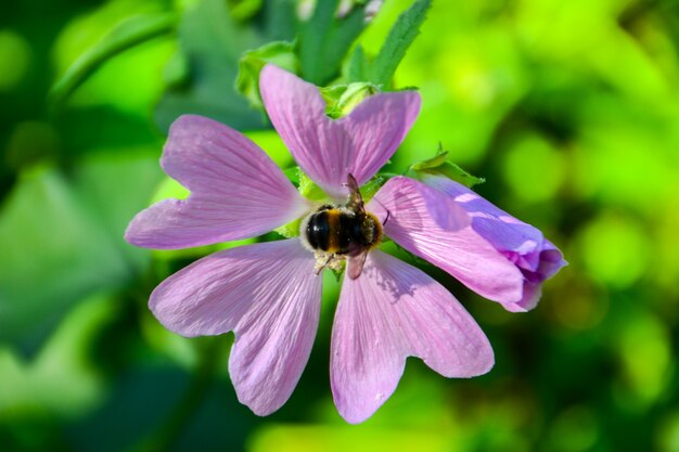 Bumblebee em uma flor. verão.