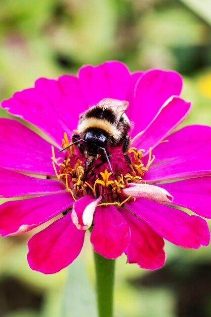 Foto bumblebee em uma foto macro de flor roxa