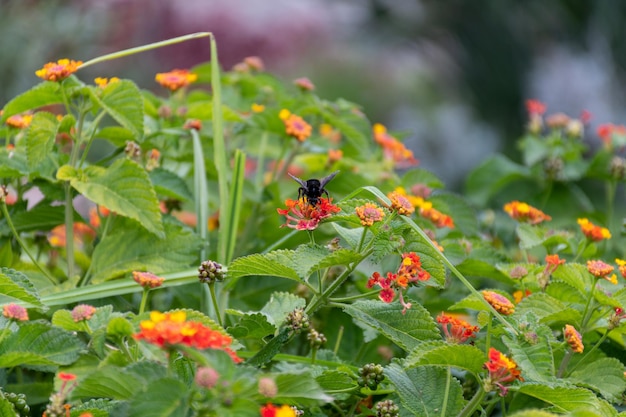 Bumblebee empoleirado em uma flor de laranjeira Conceito de polinização