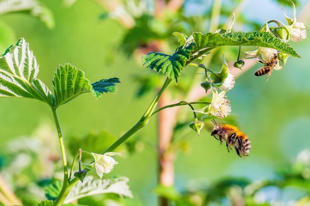 Bumblebee está en vuelo y la abeja está en la flor Insectos polinizando flores de frambuesa