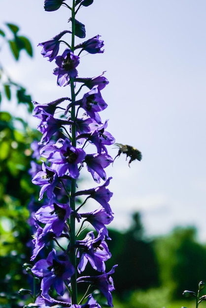 Bumblebee en una flor de campo violeta en busca de algo sabroso