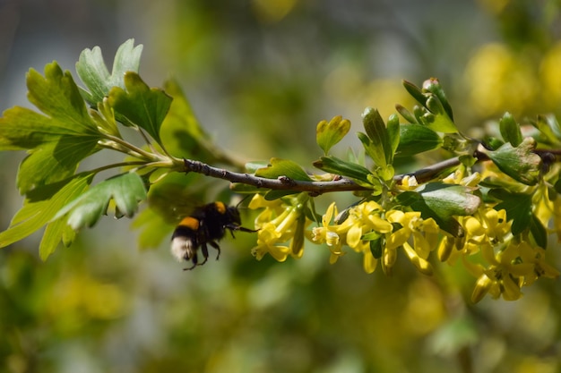 Bumblebee en las flores de la grosella dorada