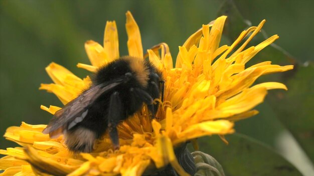 Foto bumblebee fluffy coleta néctar em flor de dente-de-leão amarelo em movimento de verão de perto de perigoso