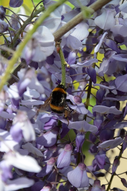 Bumblebee en imagen macro de flores de glicina púrpura