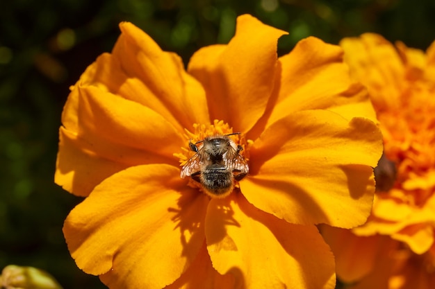 Bumblebee lat Bombus coleta pólen e néctar de flores de calêndula