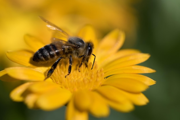 Bumblebee Lindas flores hermosas en el primer plano del jardín Enfoque selectivo pequeño y agradable bokeh