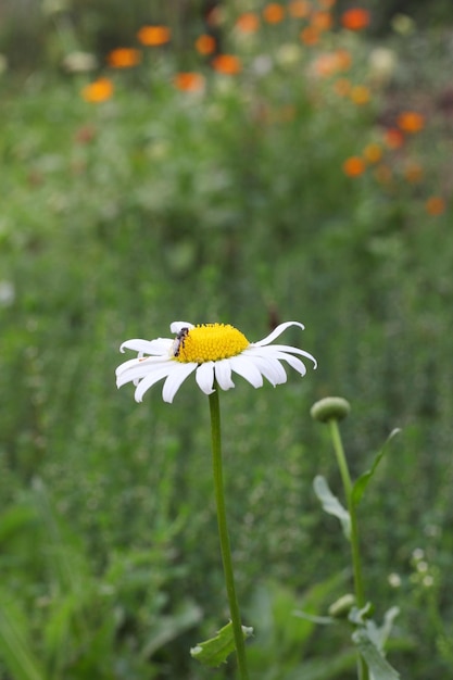 Foto bumblebee na camomila brilhante