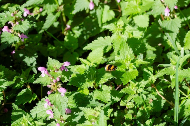 Bumblebee en una planta con flores