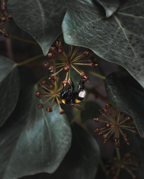 Bumblebee posando em uma flor