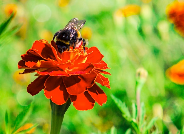 Bumblebee recoge el néctar de una flor de naranja sobre un fondo verde desenfocado con espacio de copia