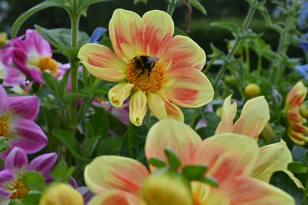 Bumblebee recoge un poco de néctar de una flor floreciente