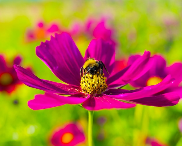 Bumblebee recoge polen de una flor de cosmos púrpura en un prado verde en un cálido día de verano