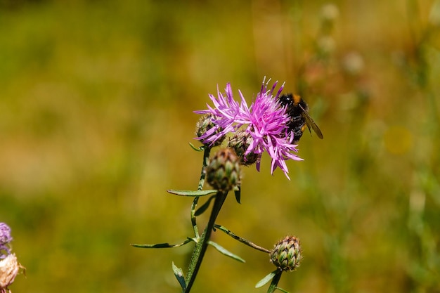 Bumblebee recoge polen en una flor lila