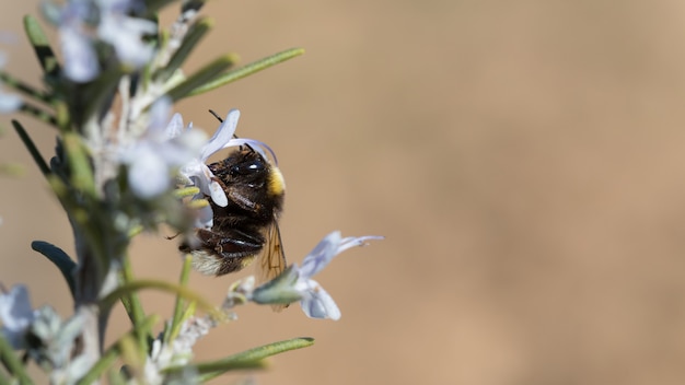 Bumblebee recogiendo flores de romero en verano