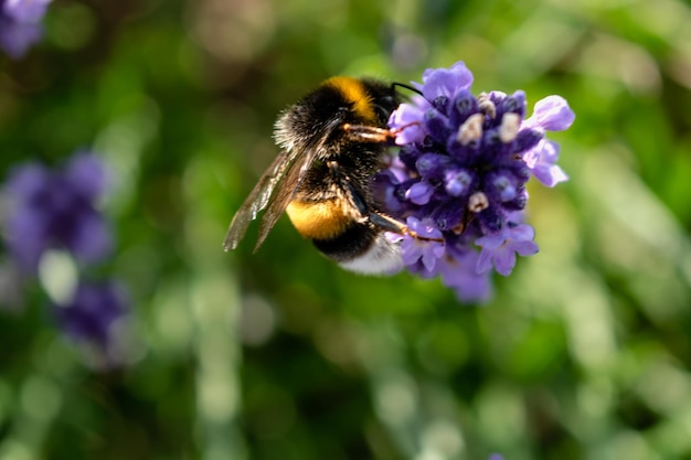 Bumblebee recogiendo polen en lavanda bombus