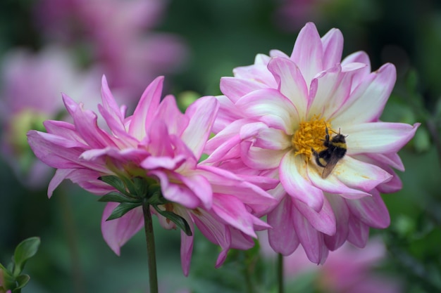 Bumblebee recolecta néctar de la flor de dalia rosa
