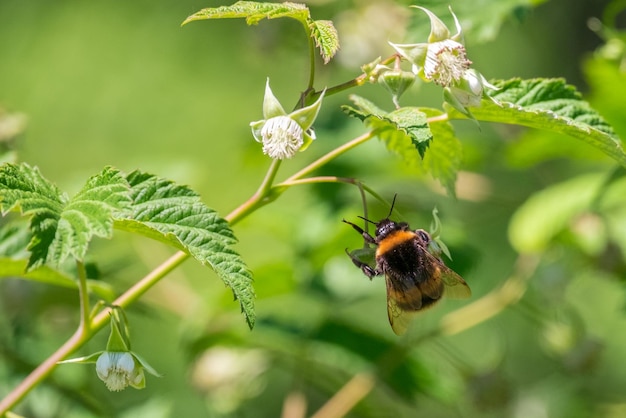 Bumblebee recolecta néctar de frambuesas en flor Polinización