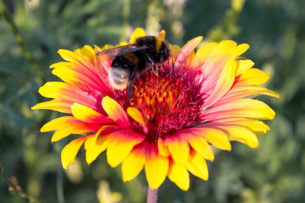 Bumblebee senta-se em uma flor amarelo-vermelho brilhante de gaillardia.