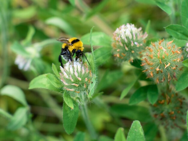 Bumblebee sentado em uma flor de trevo