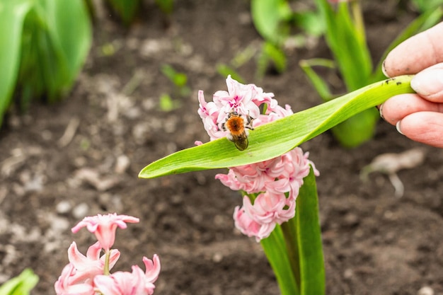 Bumblebee sentado en un jacinto rosa Temporada de primavera de plantas en crecimiento Floración tradicional