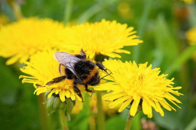 Bumblebee sobre dientes de león floridos amarillos en hierba verde. De cerca.