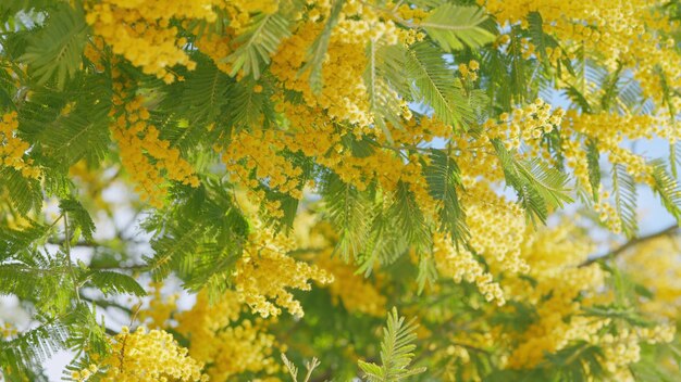 Bunch de primavera com acácia dealbata amarelo mimosa flores fofinhas em luz ensolarada árvore de primavera de perto