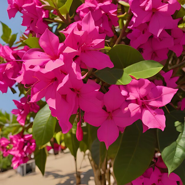 Foto a bunch of pink flowers that are outside