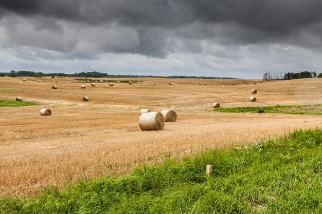 Bundles de paja en el campo después de la cosecha en Polonia