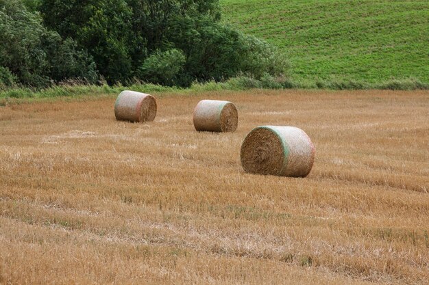 Bundles de paja en el campo después de la cosecha en Polonia