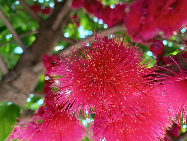 bunga jambu merah blanco rojo fruta flor