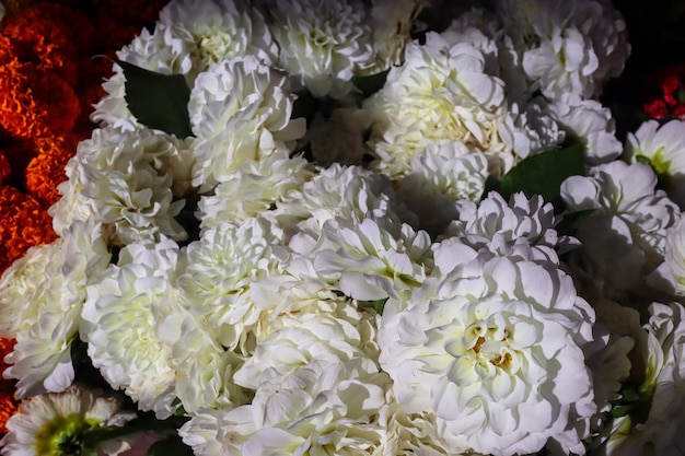 Foto bunga krisan chrysant flowers são plantas com flores do gênero chrysanthemum