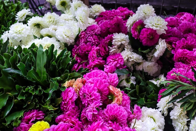 Bunga krisan Chrysant Flowers sind blühende Pflanzen der Gattung Chrysanthemum