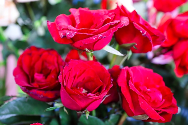 Bunga Mawar Rosen blühen für den Hintergrund