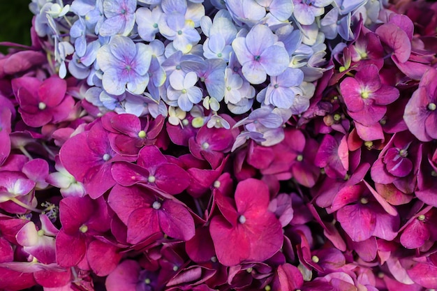 Bunga panca warna Hydrangea macrophylla flower sind die beliebtesten Hortensien, die im heimischen Garten angebaut werden