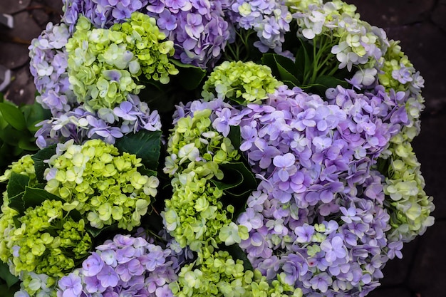 Bunga panca warna Hydrangea macrophylla flower son las hortensias más populares cultivadas en el jardín de casa