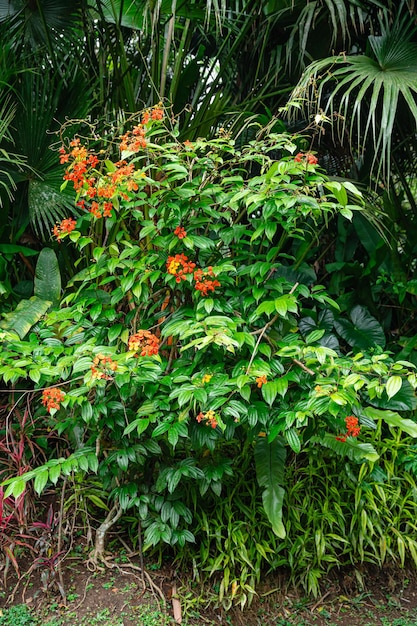 Bunga Phanera Kokiana o Bauhinia kockiana, un género de plantas con flores en la familia de las leguminosas