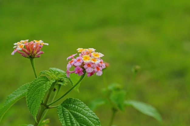 Bunga Tahi Ayam Lantana Acuelata Blume im Garten