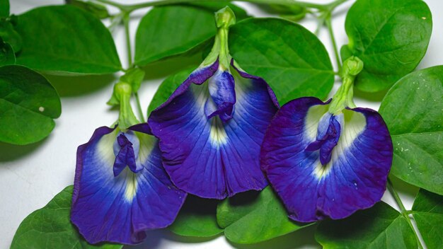 Foto bunga telang oder telangblume clitoria ternatea oder schmetterling erbsenblumen mit weißem hintergrund