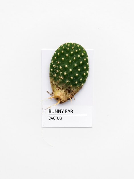 Bunny Ear cactus