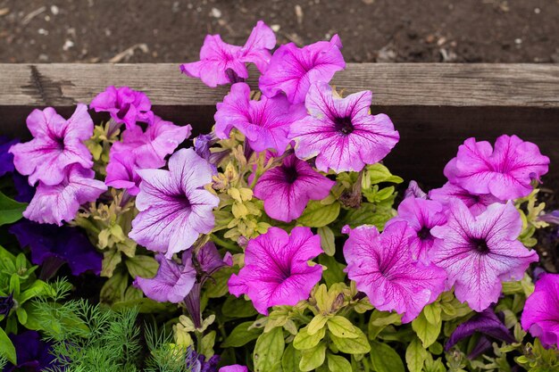 Bunt blühende Blumen von Petunia im Garten