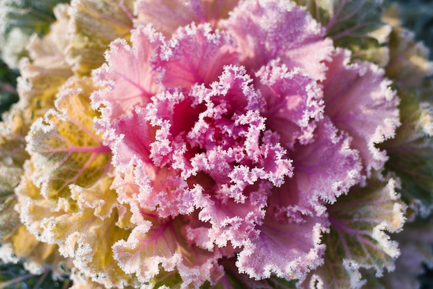 Bunt blühender Zierkohl Blumenkohl mit Frost