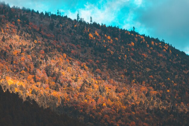 Bunt im Herbstwald und im Schneeberg im Naturschutzgebiet Yading, das letzte Shangri la