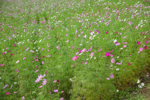 bunt von Cosmos Blumen Pflanzen